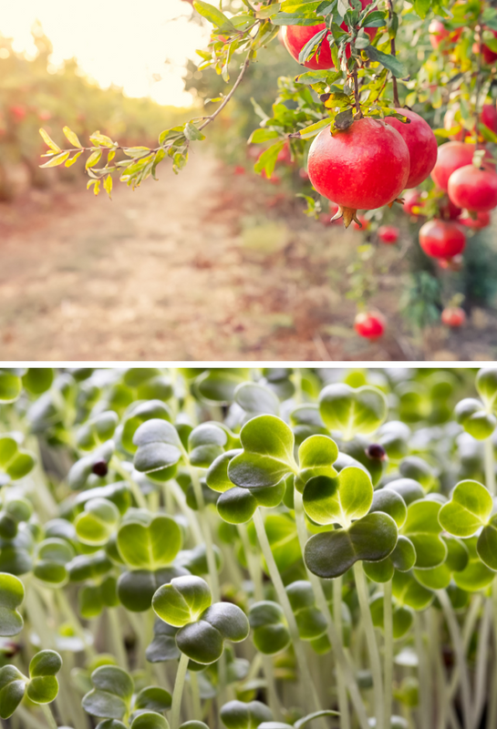 Pomegranate and Broccoli sprouts. Skincare from the inside. Gut microbiome and skin health.