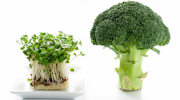 Tiny Greens, Big Impact: The Surprising Potential of Broccoli Sprouts and Sulforaphane