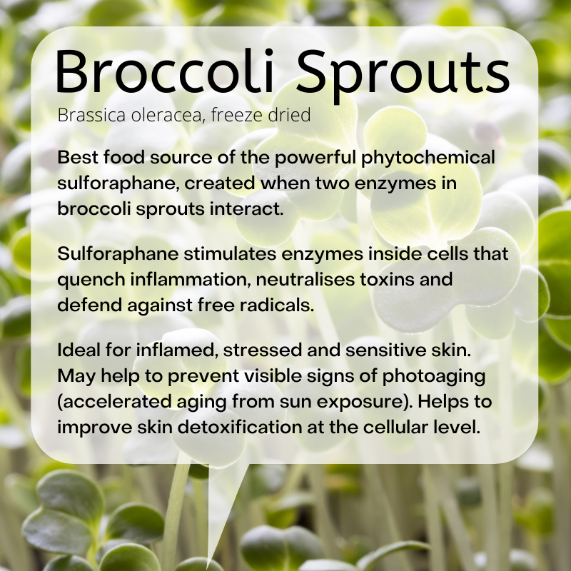 Brassica oleracea, freeze dried  Best food source of the powerful phytochemical sulforaphane, created when two enzymes in broccoli sprouts interact.   Sulforaphane stimulates enzymes inside cells that quench inflammation, neutralises toxins and defend against free radicals.   Ideal for inflamed, stressed and sensitive skin. May help to prevent visible signs of photoaging (accelerated aging from sun exposure). Helps to improve skin detoxification at the cellular level. 