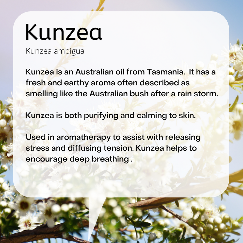 Kunzea ambigua  Kunzea is an Australian oil from Tasmania.  It has a fresh and earthy aroma often described as smelling like the Australian bush after a rain storm.   Kunzea is both purifying and calming to skin.   Used in aromatherapy to assist with releasing stress and diffusing tension. Kunzea helps to encourage deep breathing .