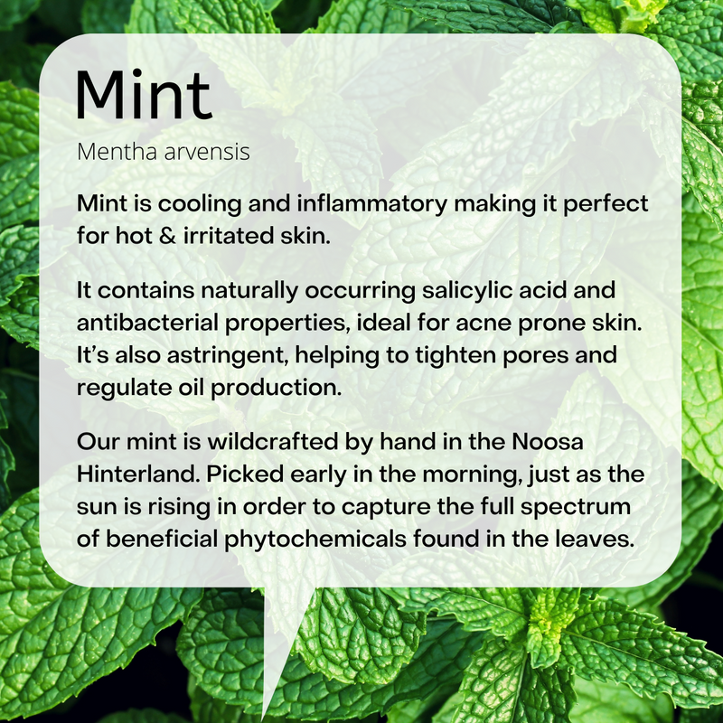 Mint is cooling and inflammatory making it perfect for hot & irritated skin. It contains naturally occurring salicylic acid and antibacterial properties, ideal for acne prone skin. It’s also astringent, helping to tighten pores and regulate oil production. Our mint is wildcrafted by hand in the Noosa Hinterland. Picked early in the morning, just as the sun is rising in order to capture the full spectrum of beneficial phytochemicals found in the leaves.  